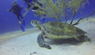 Galapagos Inselhüpfen Tauchen Vollerlebnis (8 Tage, 7 Nächte) Rundreise