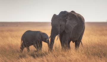 Circuito Safari en coche de lujo de 6 días por Tanzania