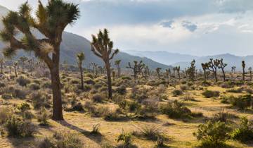 Southern California & Joshua Tree National Park (Small Groups, End Palm Springs, 7 Days) Tour