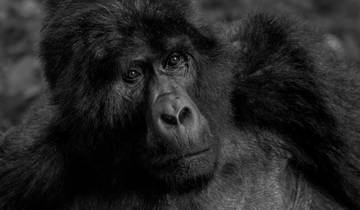 Lifetime/ Unforgettable Gorilla Habituation Experience In Uganda