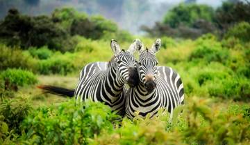 Sanbona Wildlife Safari & Garden Route 5Days/4Nights Tour