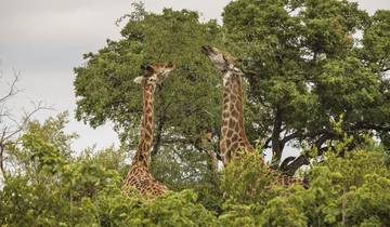 Kruger & Victoria Falls 6 Days 5 Nights