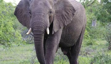 Sabi Sands Reserve Express Safari 5 days/ 4Nights (Comfort plus)