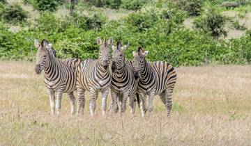 Sabi Sands Reserve Express Safari 5 days/ 4Nights (Comfort plus)