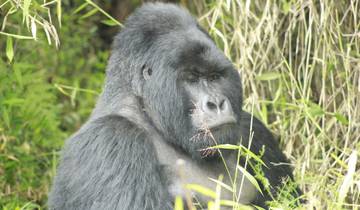 3 Days Lifetime Gorilla Tracking Safari in Uganda