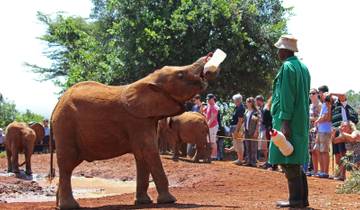 David Sheldrick Elephant Orphanage Half Day Tour in Nairobi Tour