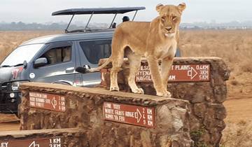 Nairobi Airport Layover:  Tour Nairobi National Park- 4 hours Game Drive Tour