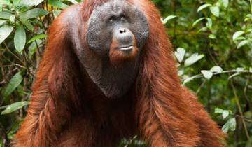 7-Day Orangutans in the Mist - Private Tour