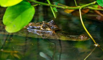 Costa Rica's unique biodiversity (15 days)