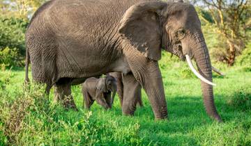 Elephant Safari Discover Tanzania 4 Days **Sustainable Approach to Travel Tour