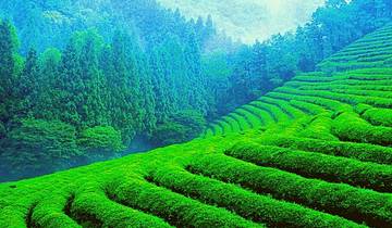 A Private Luxury Tour to Munnar and Thekkady (From Hyderabad with flights): Exotic Tea and Spice Plantations, Periyar Wildlife Sanctuary Tour