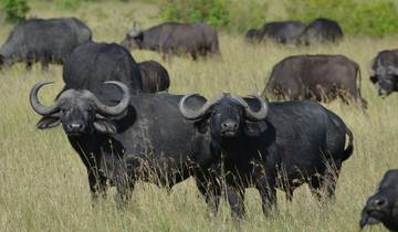 5 Day South Africa Itinerary, incl. Johannesburg and Kruger National Park