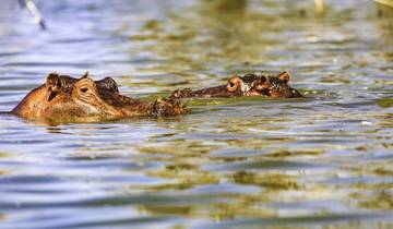 On Safari in Kenya with Nairobi Tour