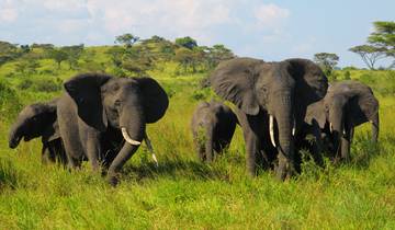 UGANDA – 9 Days Murchison Falls, Big 5, Chimps & Gorillas Trekking Tour
