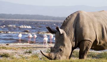 4Days/3Nights Masai Mara & Lake Nakuru National Park Wildlife Lodge Safari- Mid-range Tour