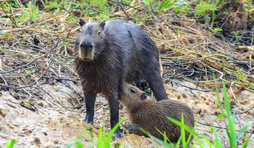 14 Days in Brazil, incl. Rio de Janeiro and Pantanal