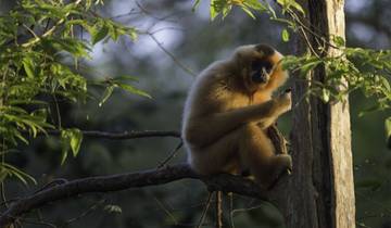 Vietnam Jungle Escape in 15 Days - Cuc Phuong National Park/ Halong Bay / Mekong Delta Tour