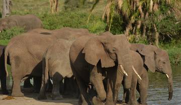 De ultieme ontsnapping – 5 dagen kampeersafari in Tanzania-rondreis