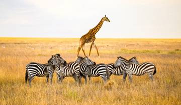 10 Day Kenya Safari Itinerary, incl. Nairobi and Maasai Mara