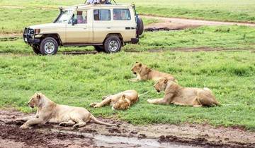 Tanzania Safari 3 Days 2 Nights (all accommodation and transport are included)