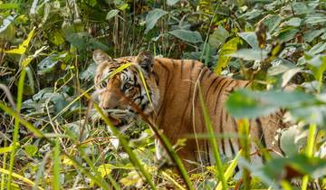 Koshi Tappu Wild life Reserve Safari Tour en Jeep drive-rondreis