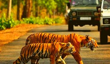 Luxury Wildlife Safaris to the Most Famous Tiger Reserves in India (From Bangalore with flights): Tiger Sighting in Jim Corbett National Park Tour