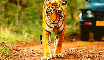 Safaris de lujo desde Pune - con vuelos: Avistamiento de tigres en el Parque Nacional de Jim Corbett