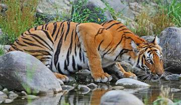 Bardiya National Park Tour