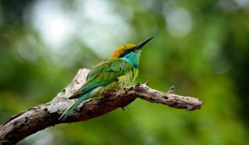 Bird Watching Tour in Sri Lanka