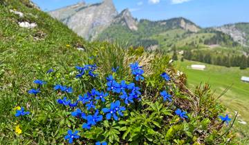 Circuito Excursión estelar por el lago Wolfgangsee con encanto (7 días)