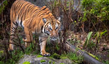 From Delhi: Delhi, Agra, Jaipur & Ranthambhore Private Wildlife Tiger Safari 4-Day Tour Tour