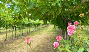 7 Days Lake Garda Cycling, incl. Desenzano and Salò