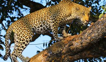 Tailor-Made 9 Days Best Zambia Tour with Daily Departure, Private Trip