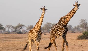 Tailor-Made Kafue Wildlife Safari in Zambia, Daily Departure & Private Trip Tour