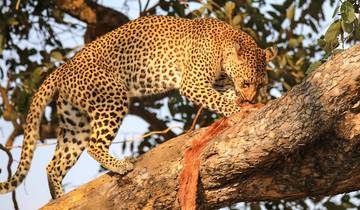 7 Days in Zambia Safari, incl. Lusaka and Kafue National Park