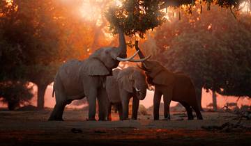 Chutes Victoria et parc national de Hwange