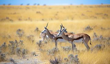 Namibia Sightseeing Safari 10 Days 9 Nights Tour
