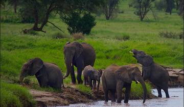 Tarangire National Park Rundreise - 1 Tag