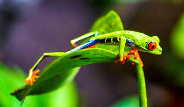 Circuit privé sur mesure de 9 jours au Costa Rica pour trouver le papillon de verre, départs quotidiens
