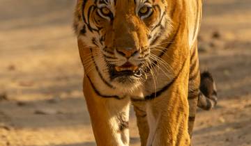 Wildlife  Kanha & Bandhavgarh National Park Safari All inclusive Tour