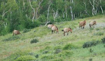 Erdenezuu Monastary and Khustai National Park 3D 2N Tour