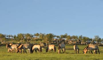 3 Day Mongolia Itinerary, incl. Kharkhorin and Hustai National Park