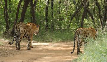 Golden triangle tour Ranthambore with Amritsar All inclusive