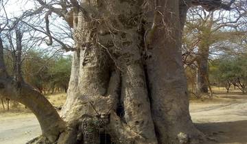 17 Days in Senegal & Gambia, incl. Dakar and Banjul