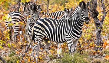 10 Day South Africa Itinerary, incl. Johannesburg and Cape Town