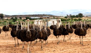 10 Day South Africa Itinerary, incl. Johannesburg and Cape Town