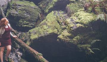 Wandern Sie in Tasmaniens Tarkine Wilderness