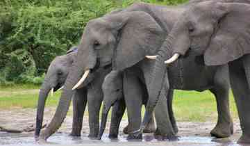 Experience the Thrills of a 2-Day Tsavo Safari Adventure from Mombasa Tour