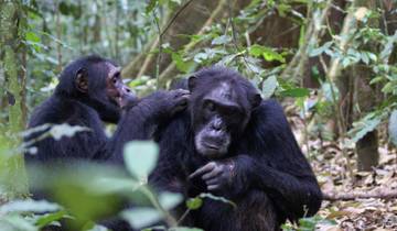 4 DAYS GORILLA & CHIMPANZEES UGANDA BUDGET Tour