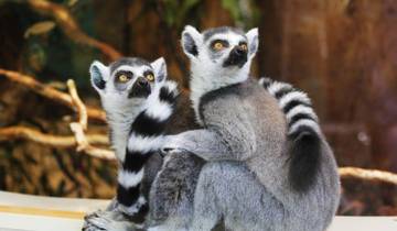 Andasibe Lemur Experience 4 Days/3 Nights.(Comfort) Tour